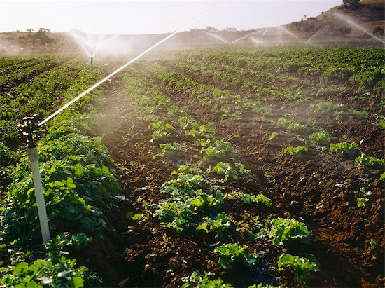 Béc tưới phun mưa cánh đập SPRINKLER 58007N đang hoạt động