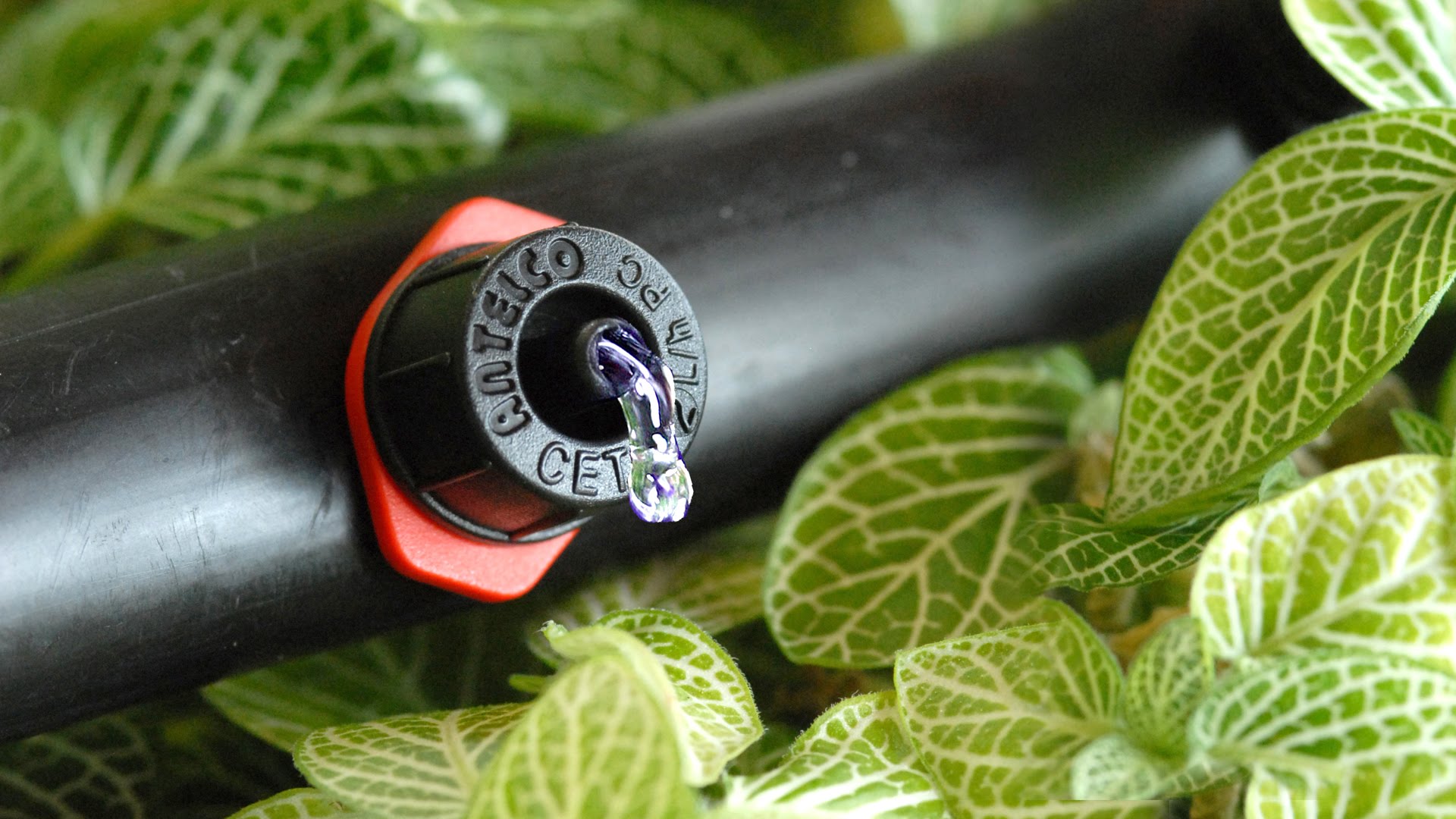 Béc tưới nhỏ giọt Ceta - Không thể thiếu cho một hệ thống tưới Antelco