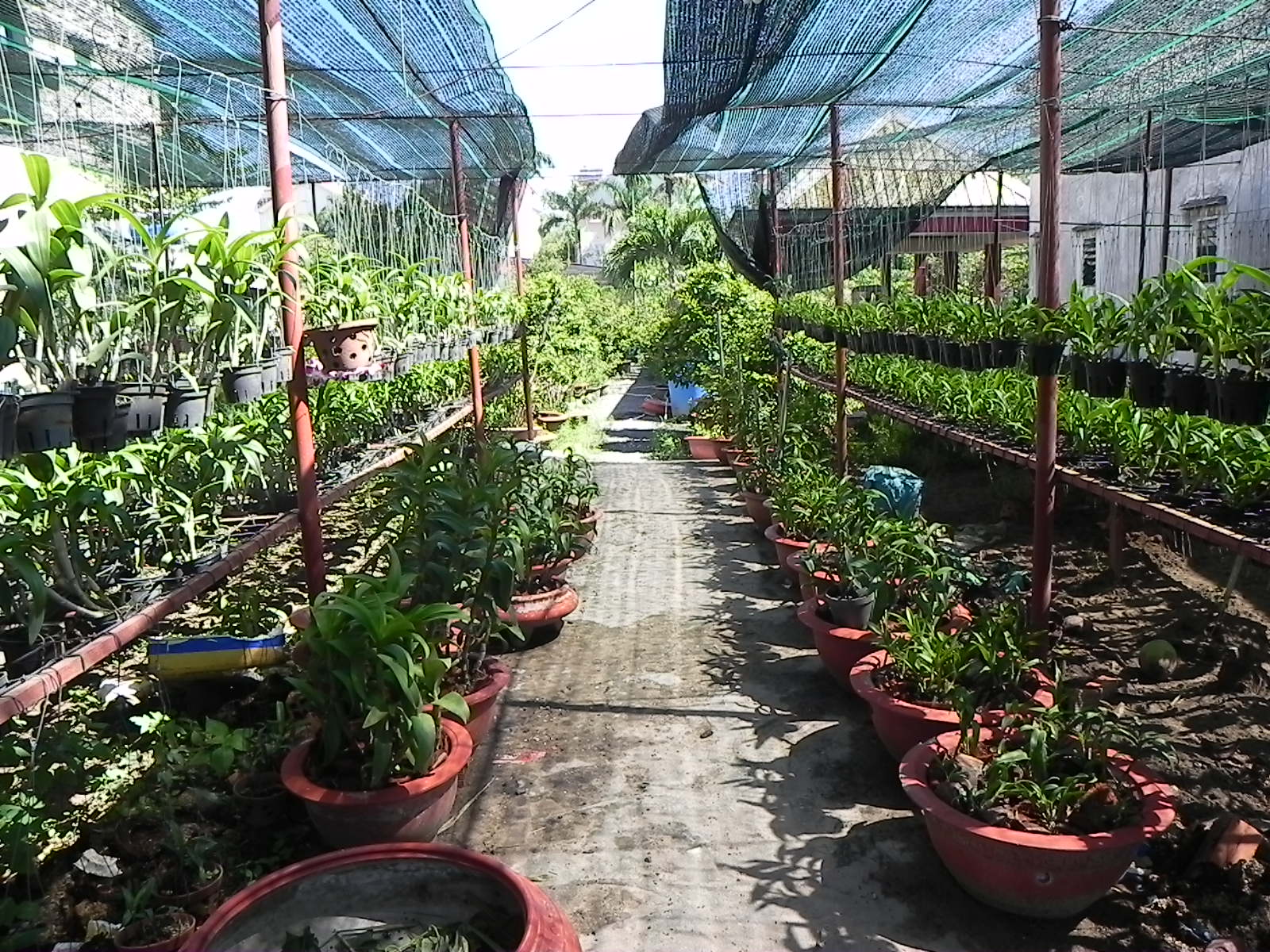 Tưới nông nghiệp - vườn lan quận 12