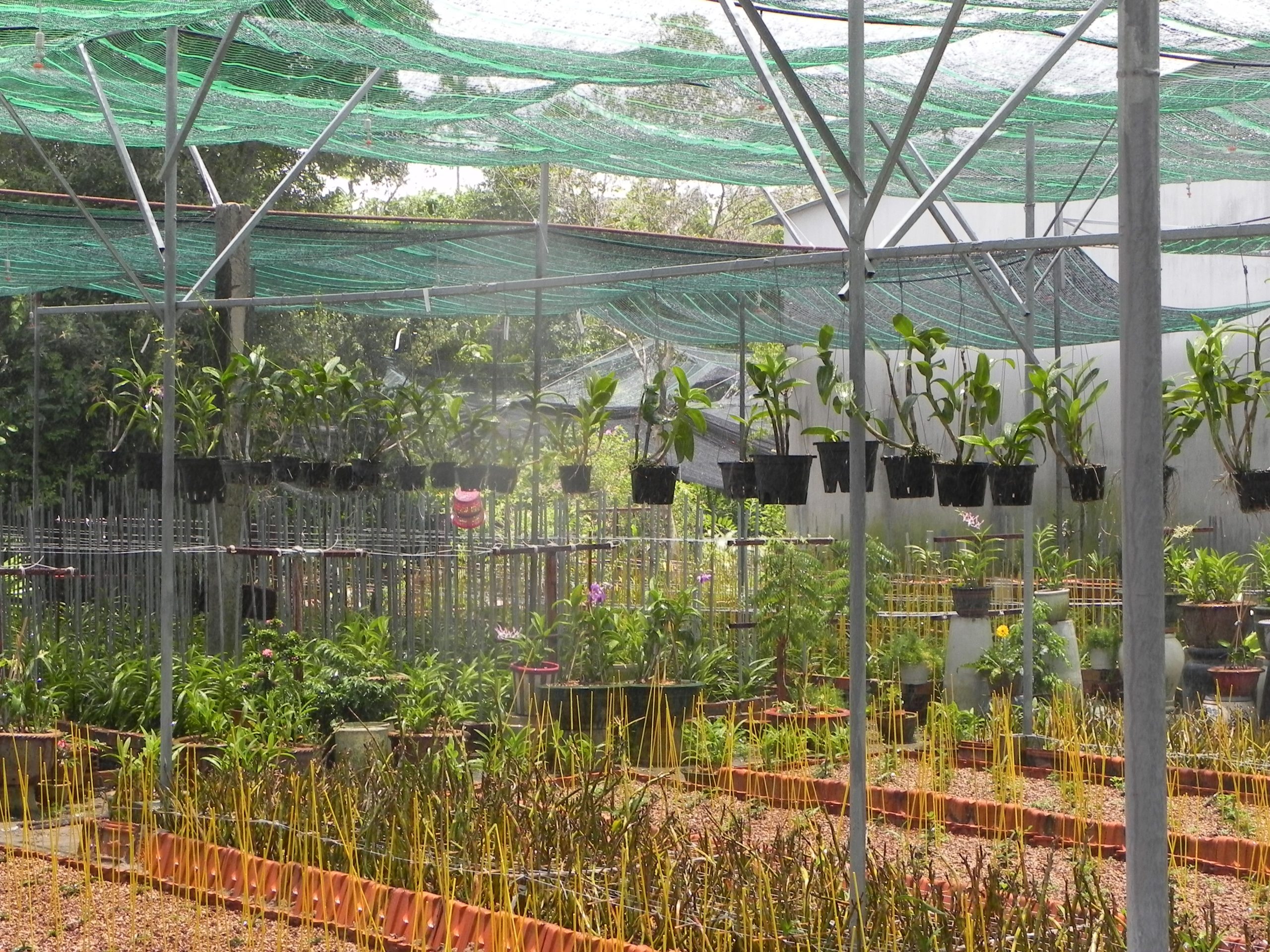 Tưới nông nghiệp - Vườn lan được cấp đủ ẩm nhờ hệ thống phun sương