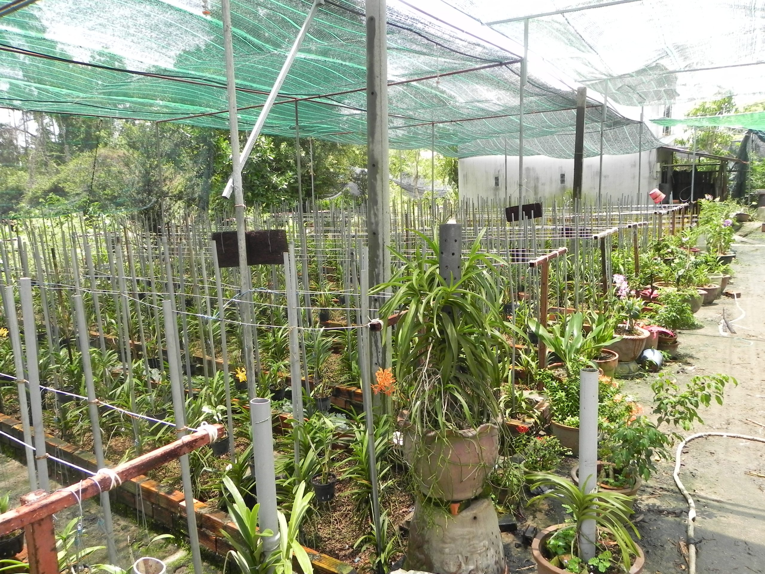 Tưới nông nghiệp - béc phun sương nhập khẩu từ Ấn Độ