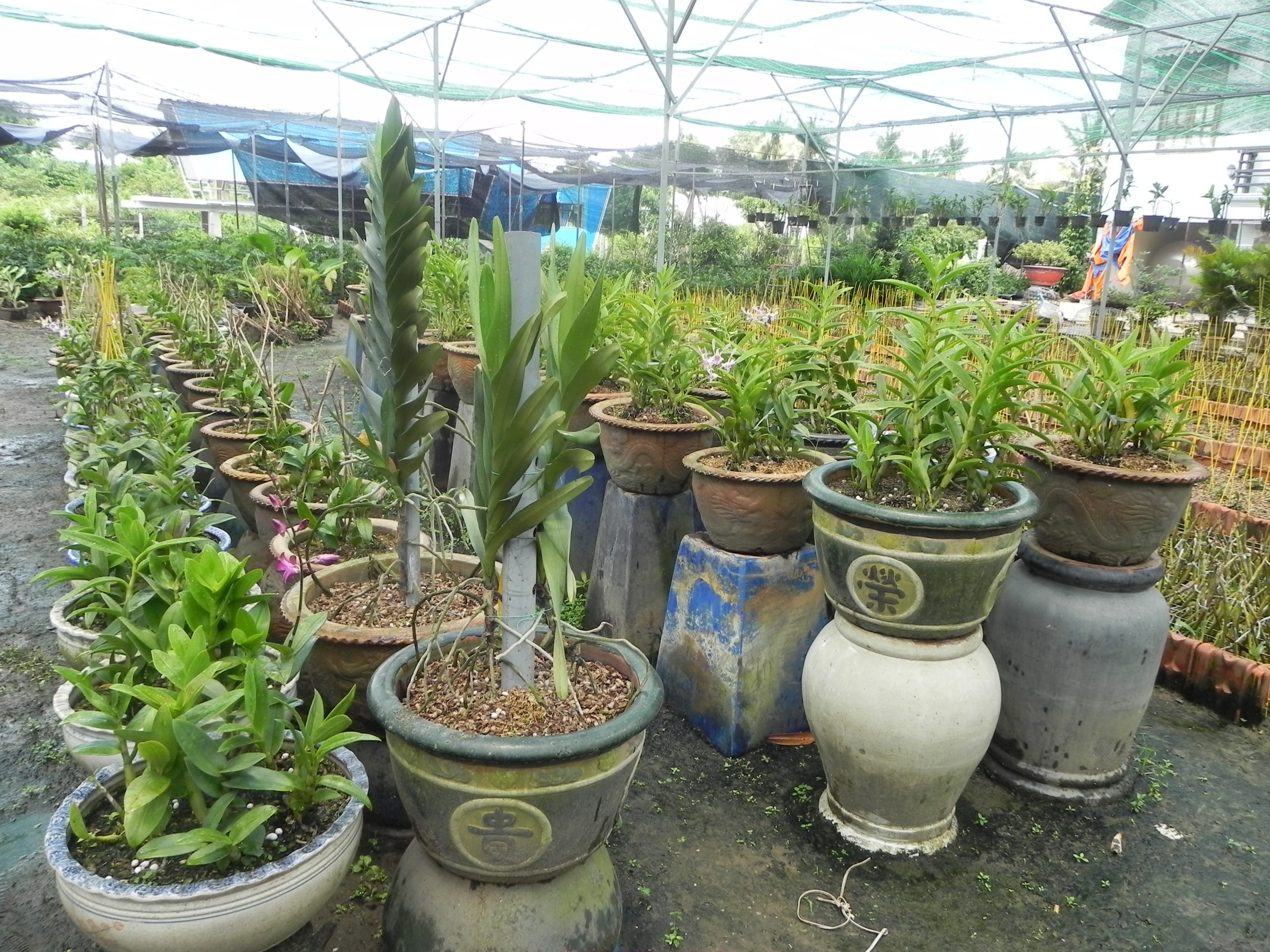 Tưới nông nghiệp - Béc tưới chuyên dụng