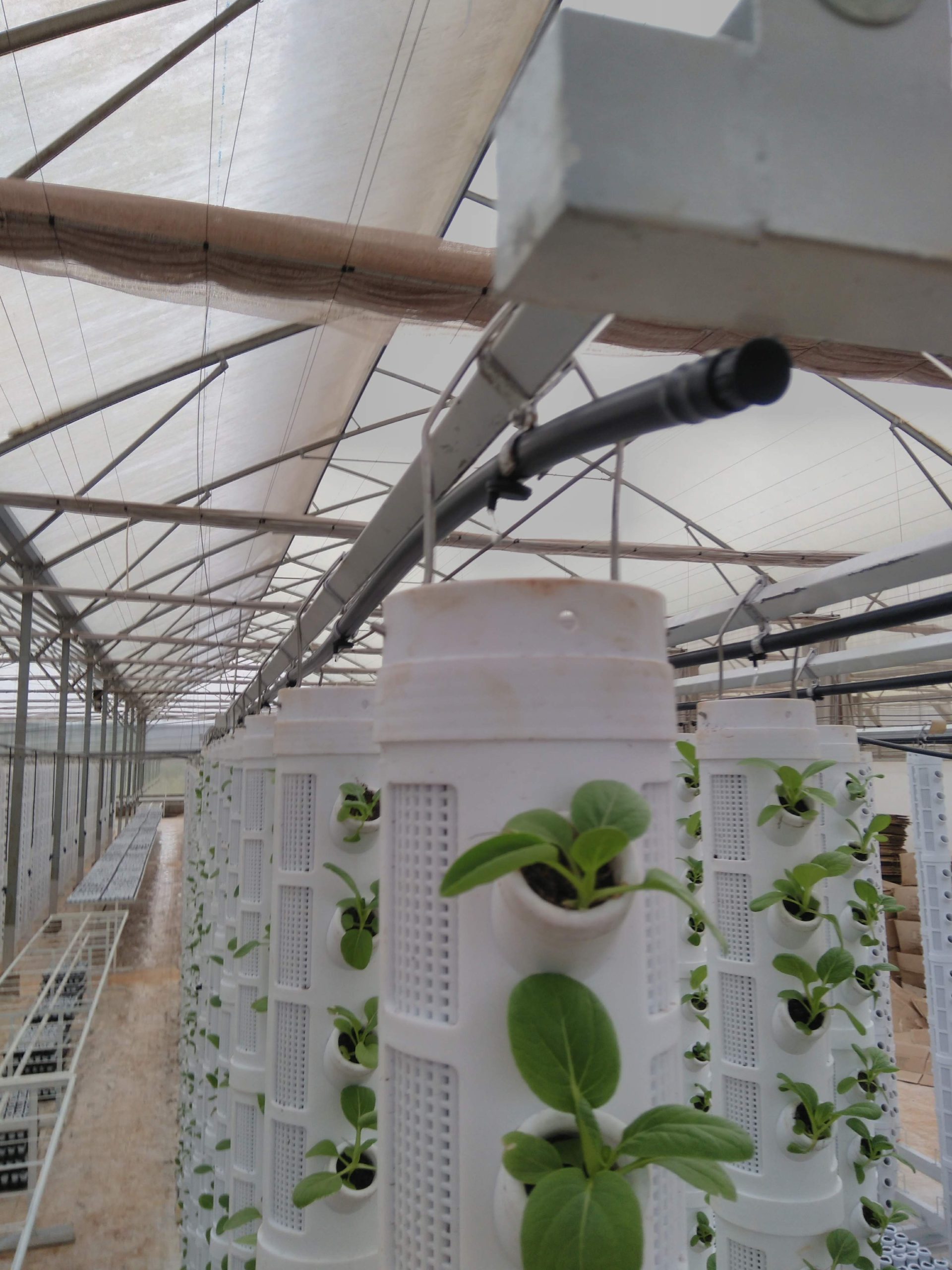 Tưới thủy canh - Công nghệ cao và canh tác bền vững