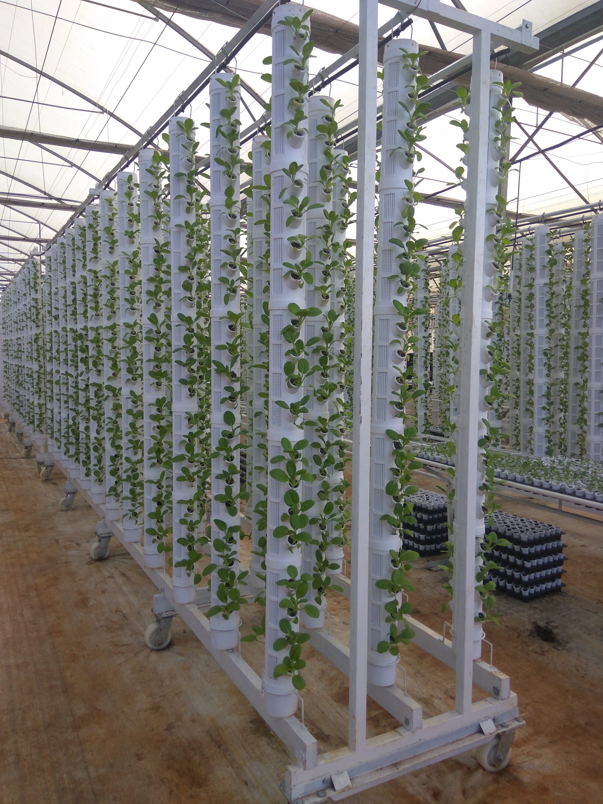 Tưới thủy canh - Giai đoạn chuyển mình mạnh mẽ