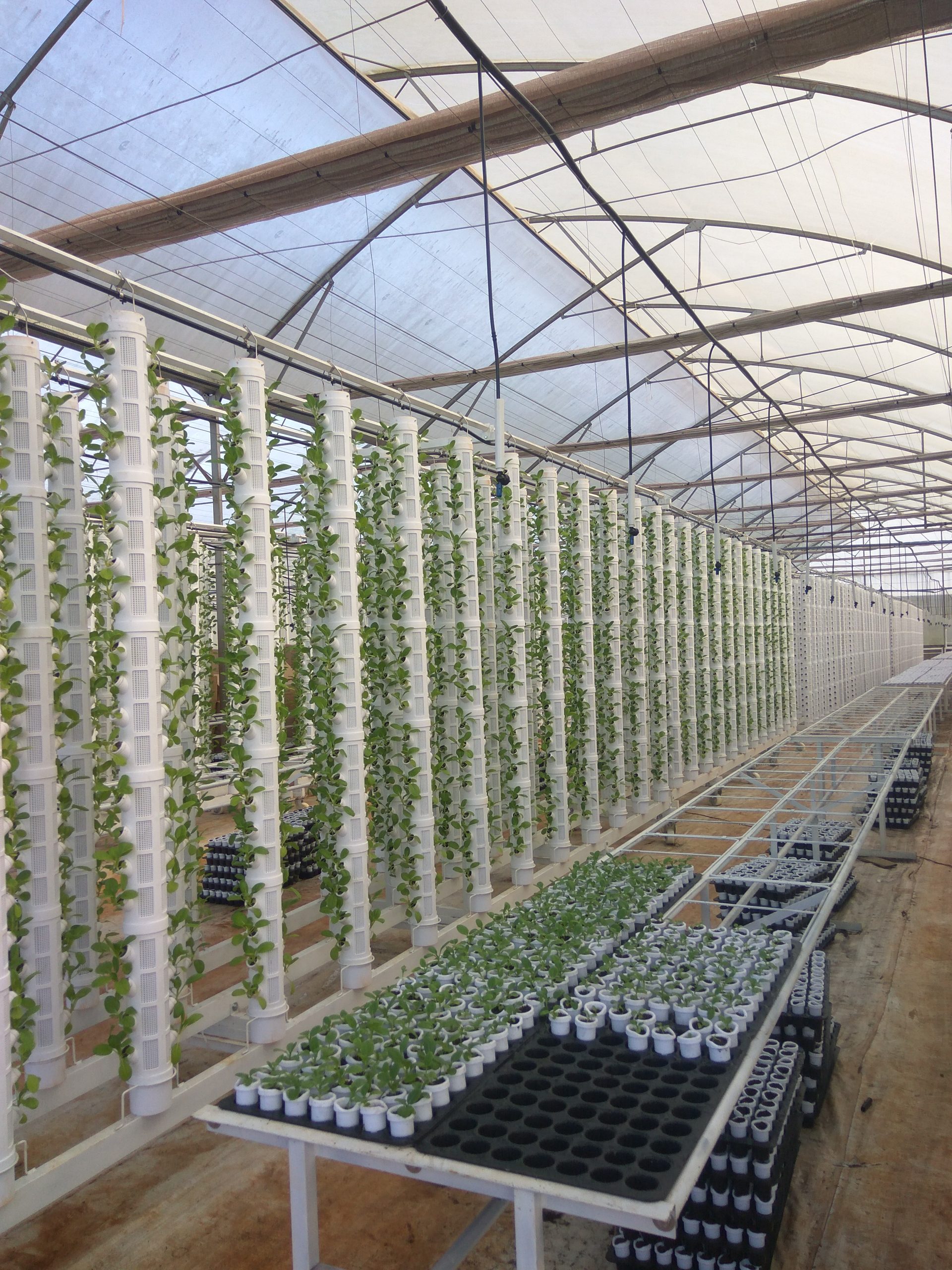 Tưới thủy canh - Công nghệ tưới hiện đại hiện nay