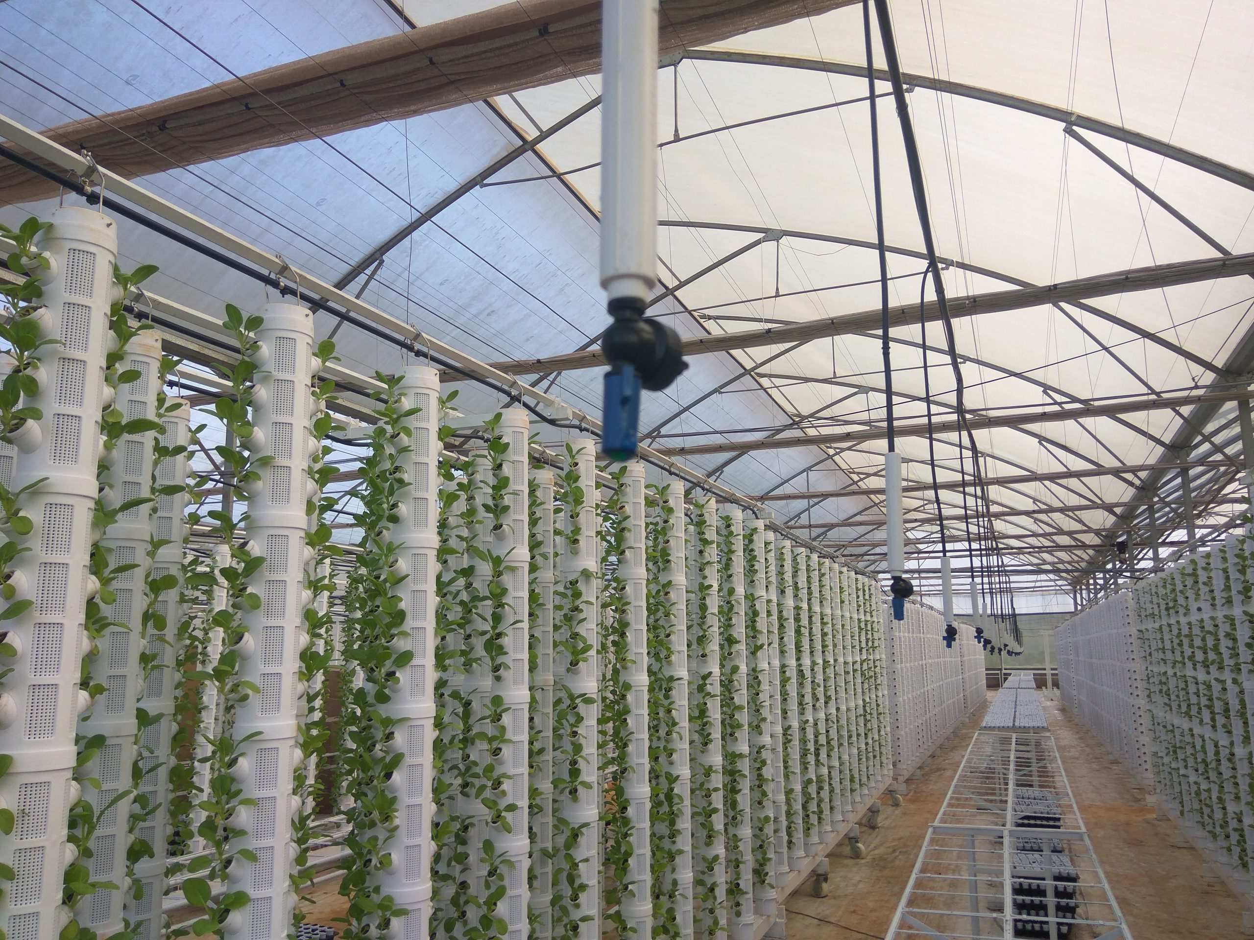 Tưới thủy canh - phương pháp tưới phun sương